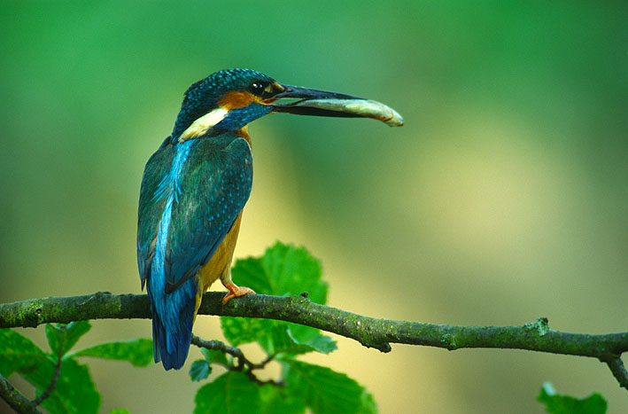 Eisvogel