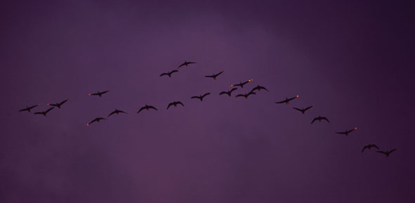 Kranichflug morgens (unter einer Gewitterwolke)