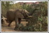 Sogenannter Wüstenelefant