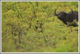Büffel im Mopanewald