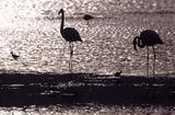 Flamingos in der Walvis Bay