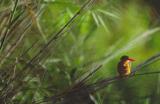 Haubenzwergfischer (Malachite Kingfisher)