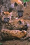 Hyänenfamilie